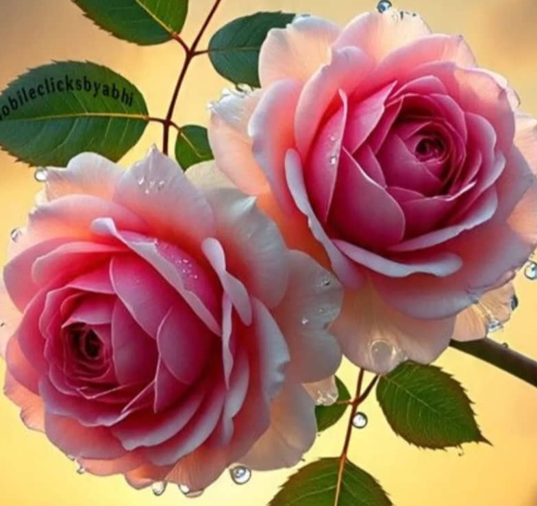Uploaded Image
